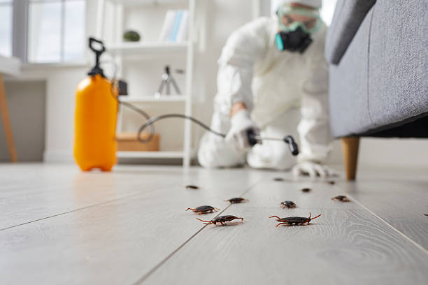 Commercial Kitchen Cockroach Control in Argyle